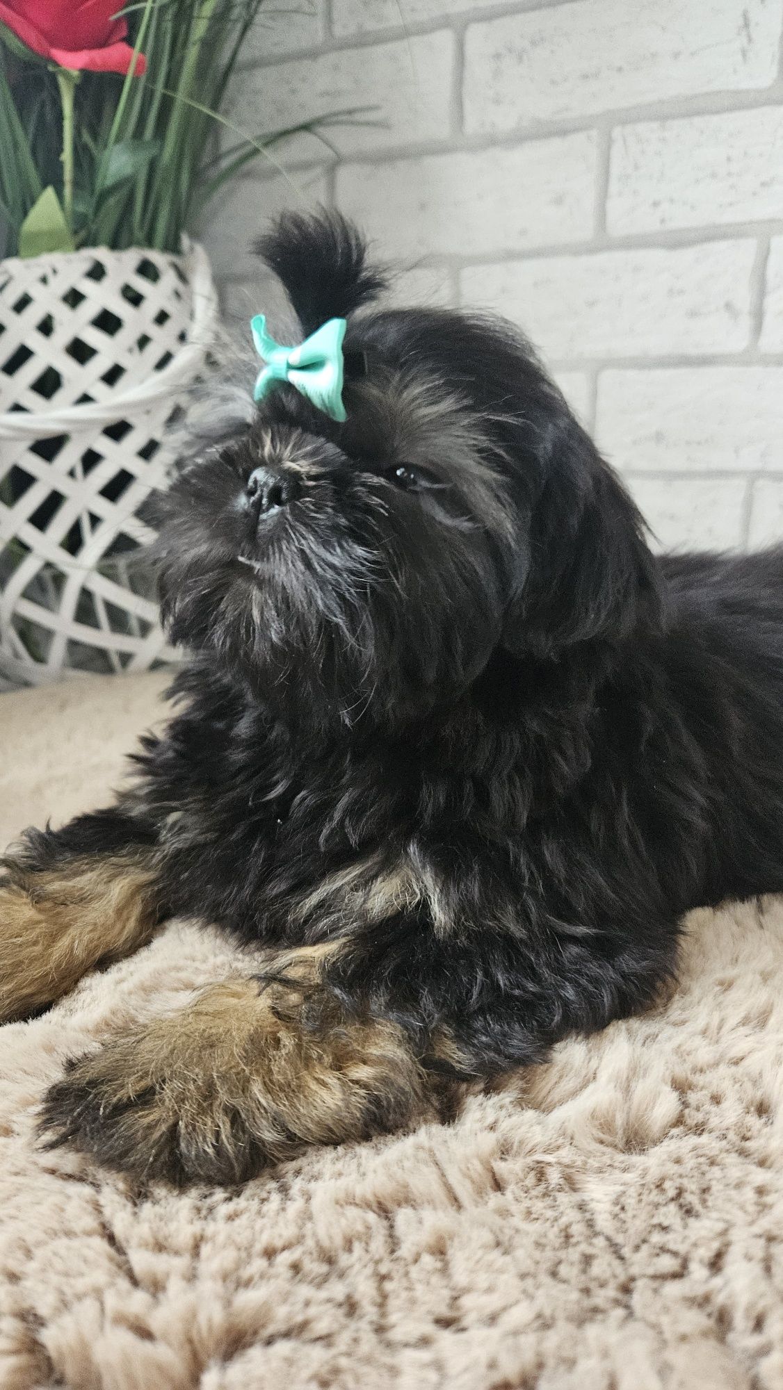 Shih tzu 3miesieczne