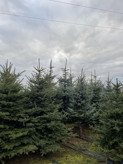 Choinki - jodły i świerki
