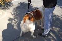 Szelki rehabilitacyjne dla psa, wspomagające chodzenie, wózek