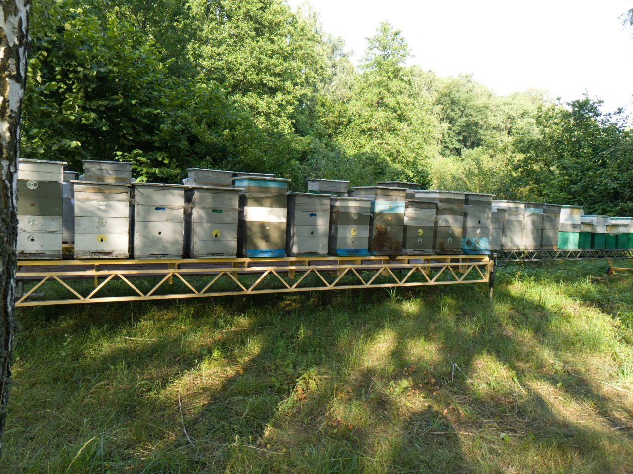 Бджоли бджолосімї бджолопакети