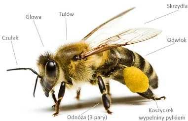 Miód Wielokwiatowy prosto z Ula, 100% Polski, Słoik 1250g.