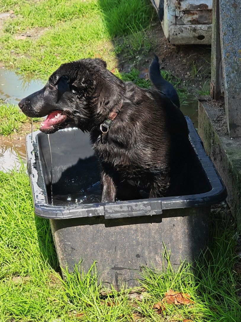Wenus do adopcji! Sandomierz