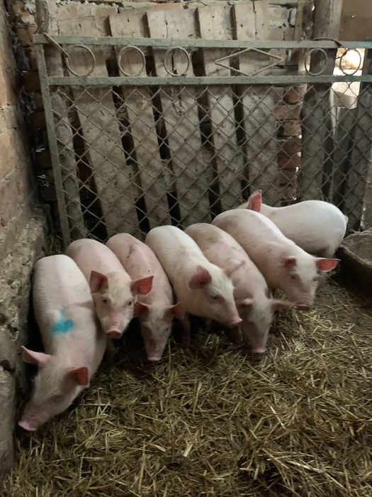 Продаються поросята