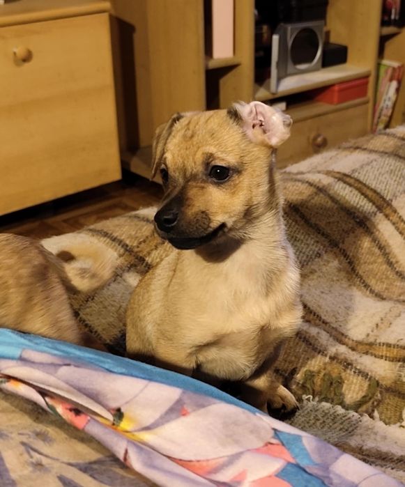 Malutkie 3 miesieczne pieskj do adopcji