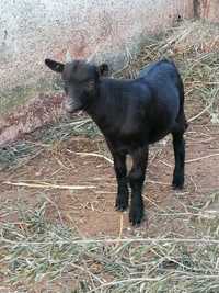 Cabrito anão a venda