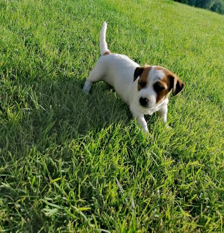 Szczeniaki rasy Jack Russell Terrier