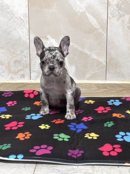 Чудо цуценята французький бульдог ! Є міні