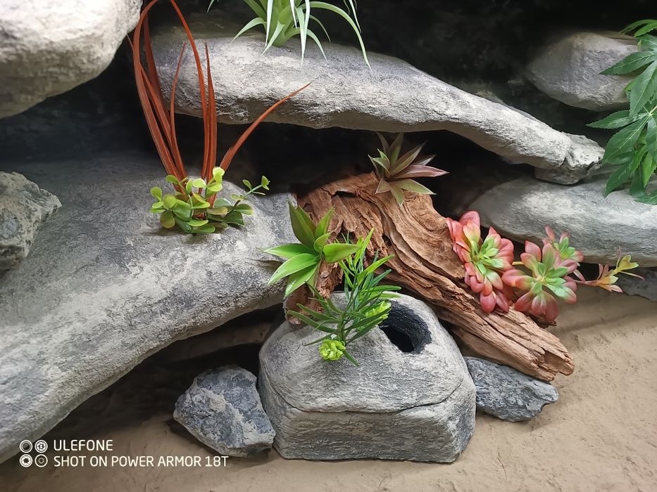 Terrarium 120x60x60 gotowe do zamieszkania