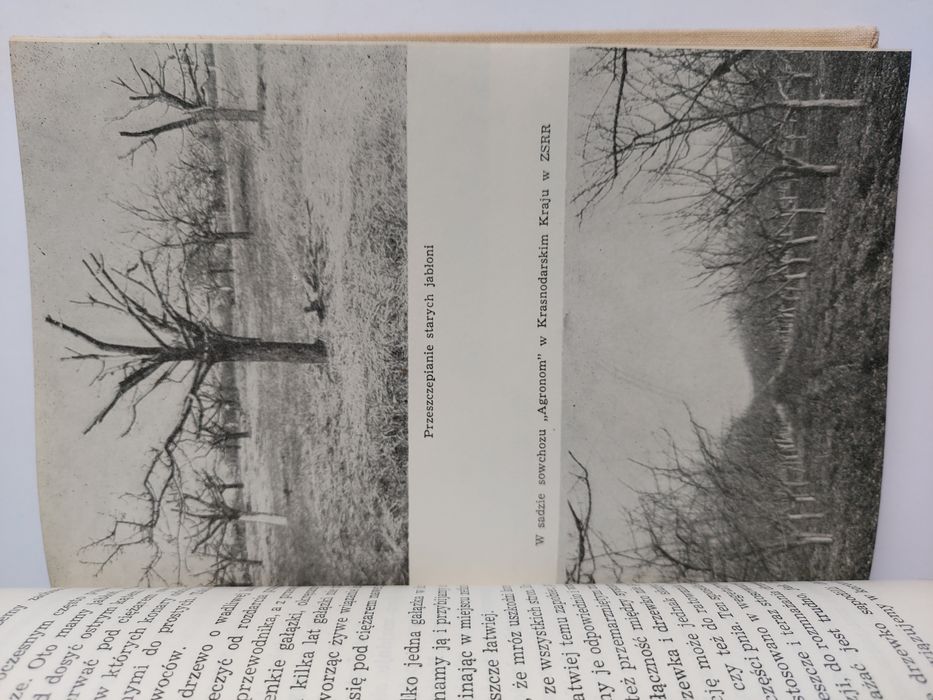 Gdy zakwitną jabłonie - Szczepan Pieniążek