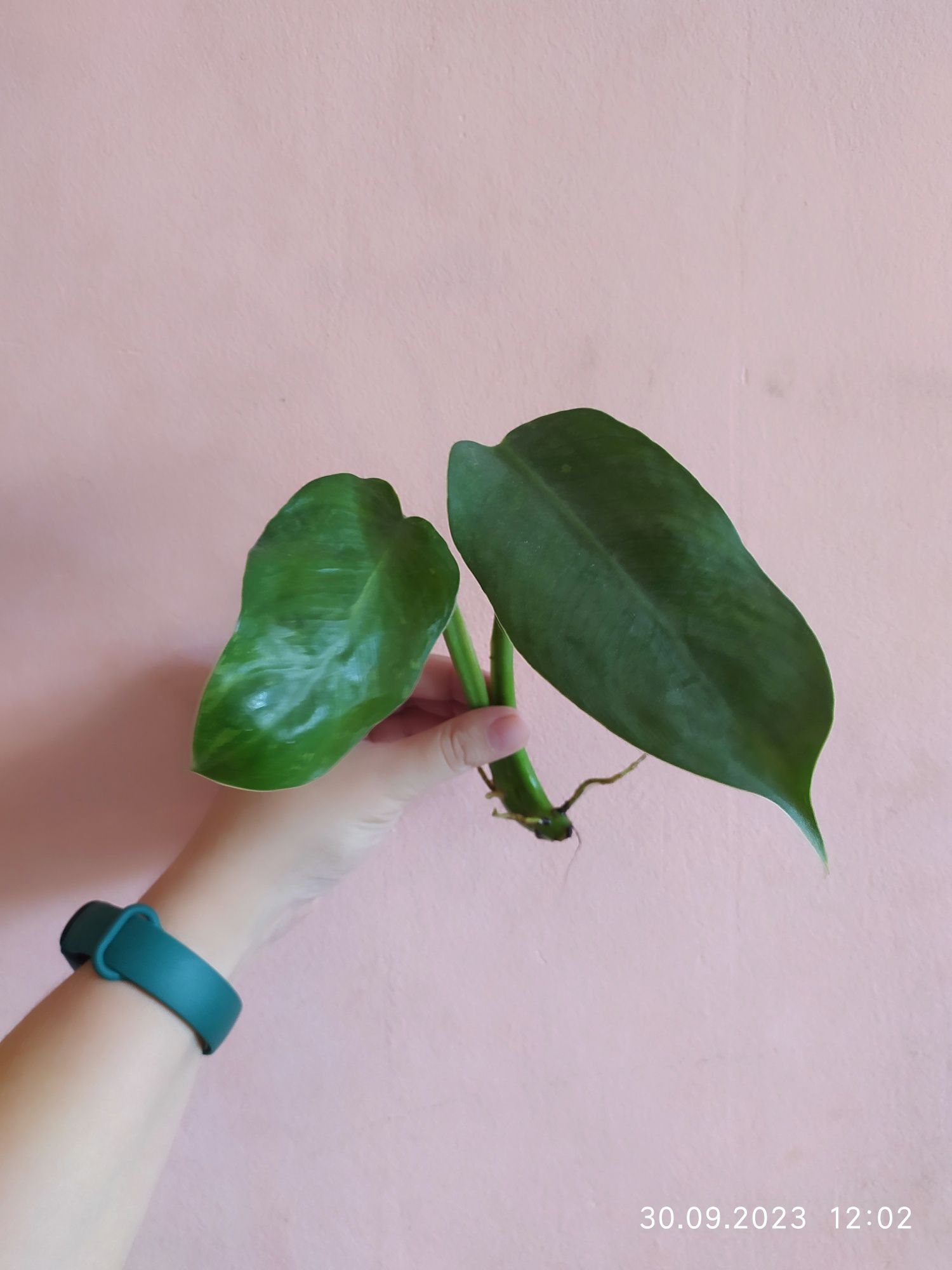 Філодендрон джосі буоно Philodendron Jose Buono