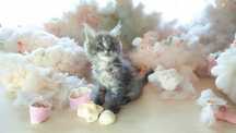 Maine Coon  bez kastracji