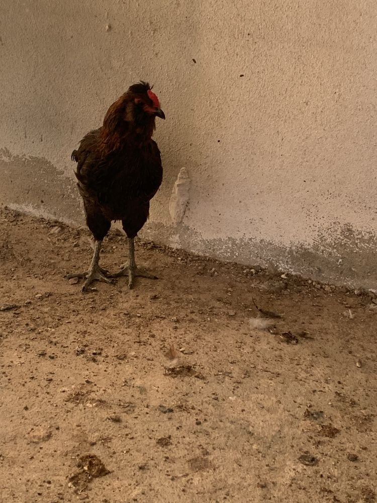 Galo raça Araucana