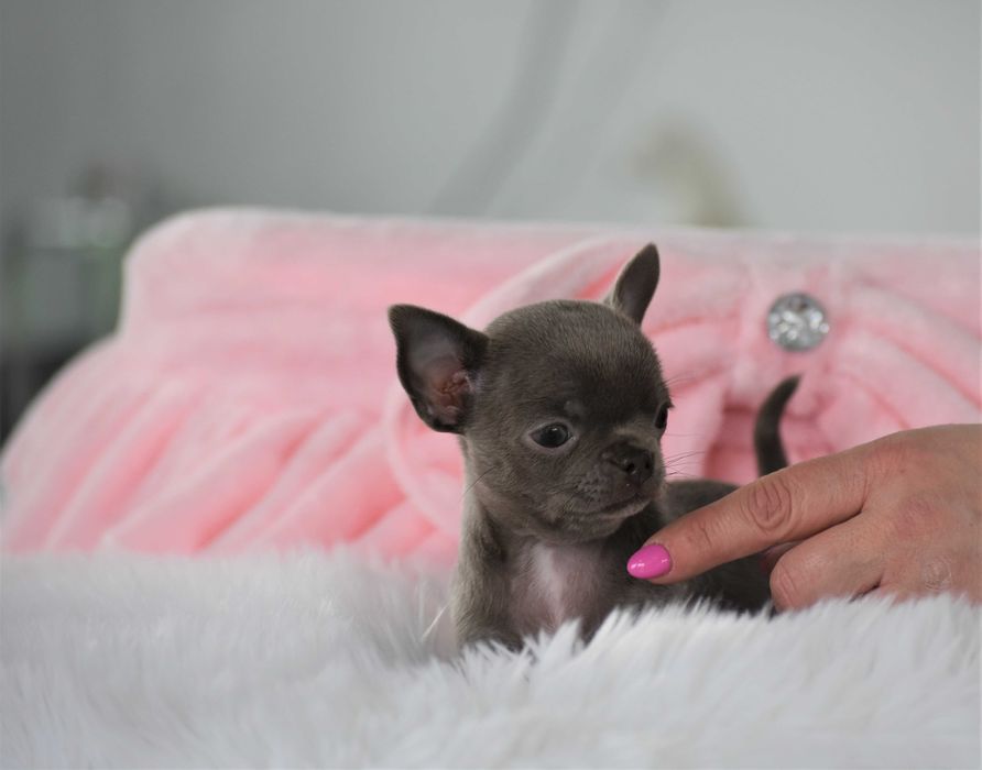Chihuahua liliowa malutka dziewczynka