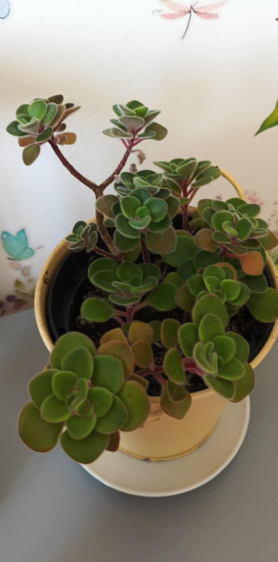 Drzewko miłości można formować jak bonsai