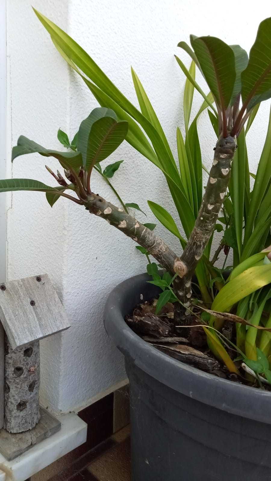 Estaca de plumeria com raiz