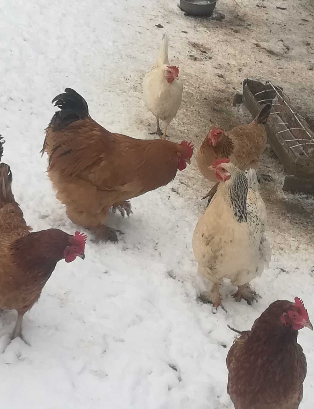 Kura i kogut kochin olbrzymi, odchowana para. Młode 12 tygodni.