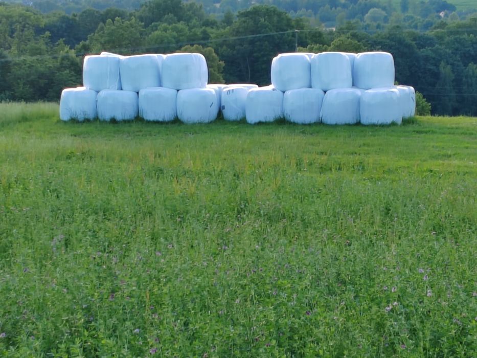 Sianokiszonka 31 szt. 2025 Bale, Bele