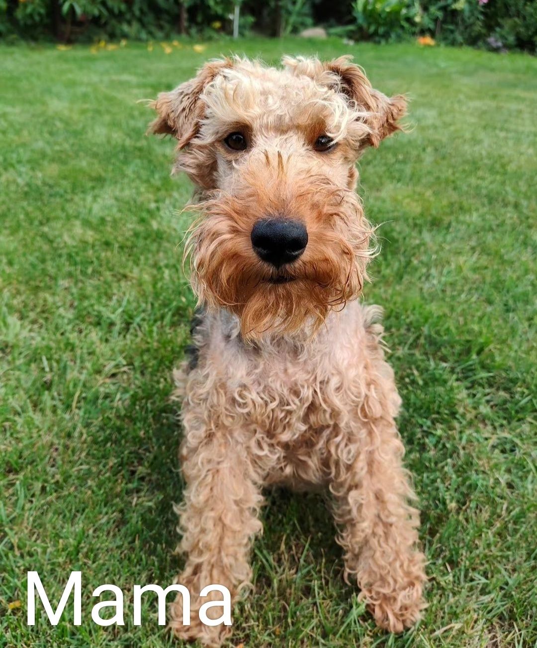 FCI Szczeniak Terier Walijski ZkwP Welsh terrier