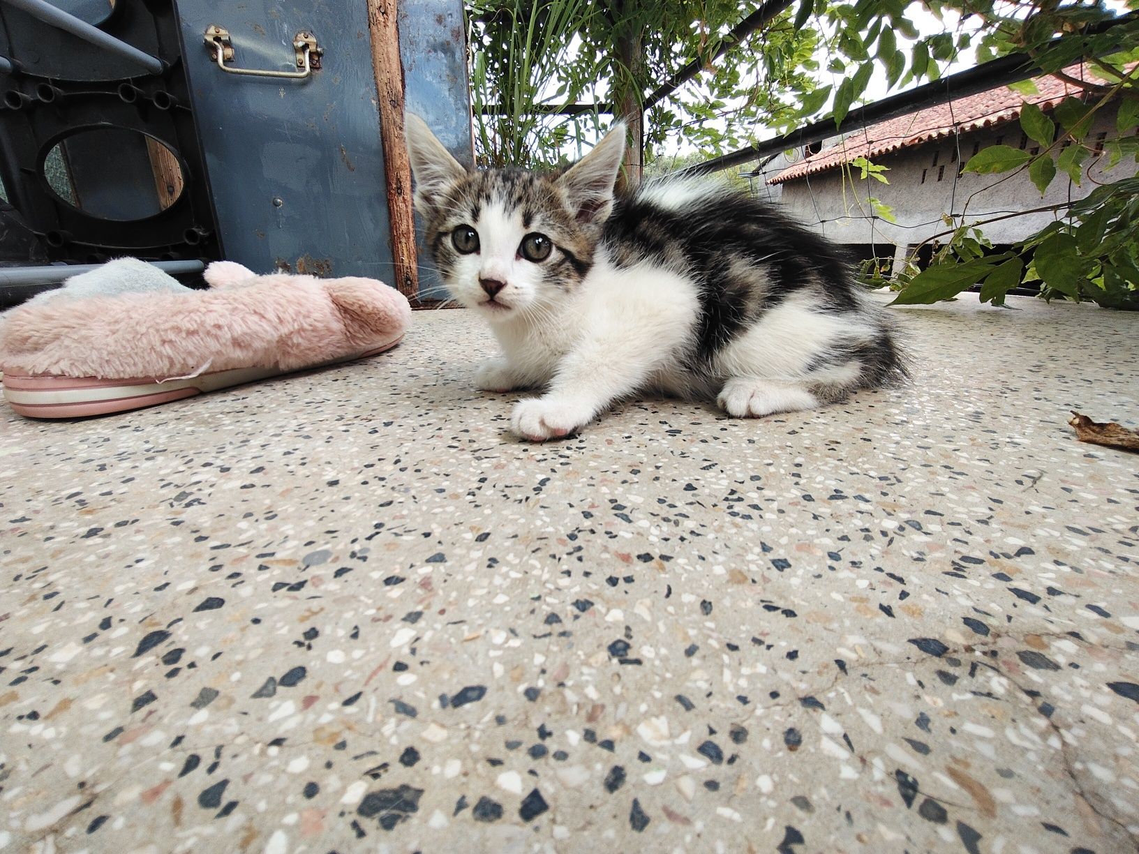 Gatinho./macho./