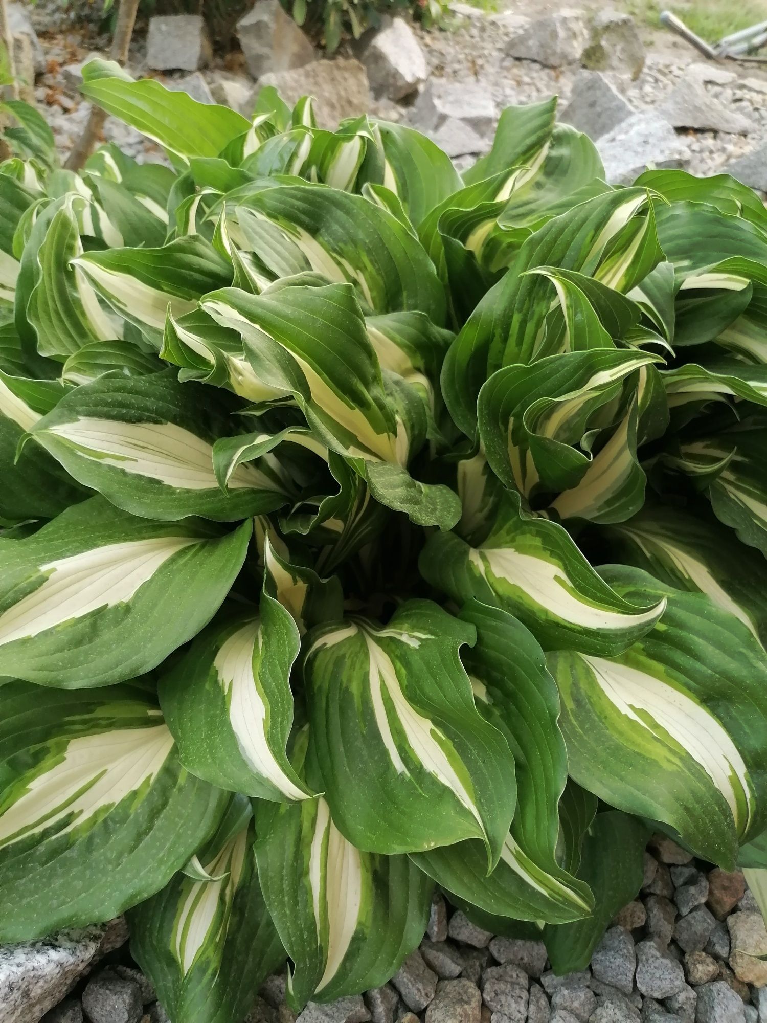 Kwiat Hosta/Funkia