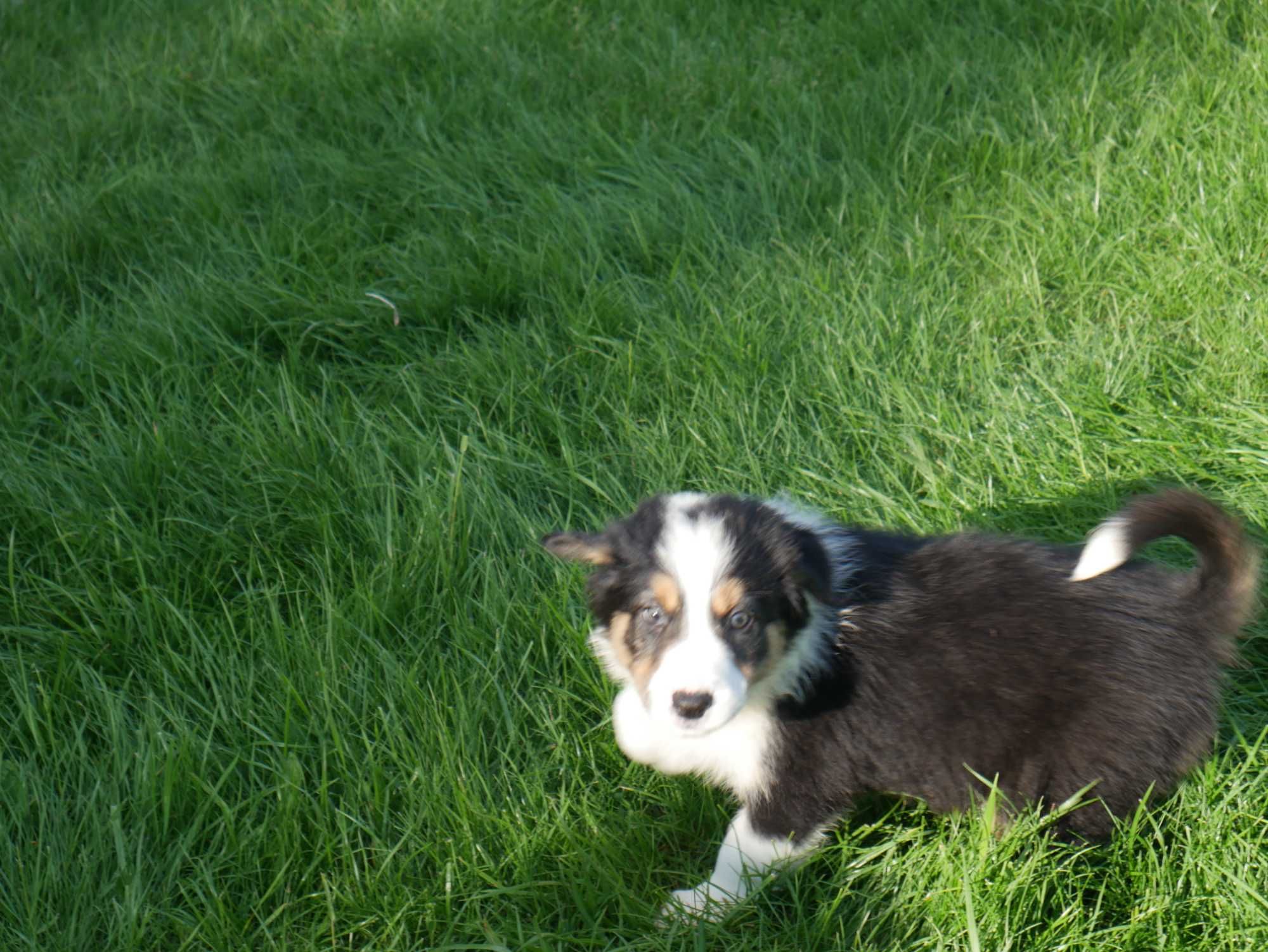 Border collie - Tri Color