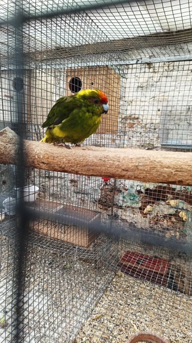 Para cedência Kakarikis e Caturras