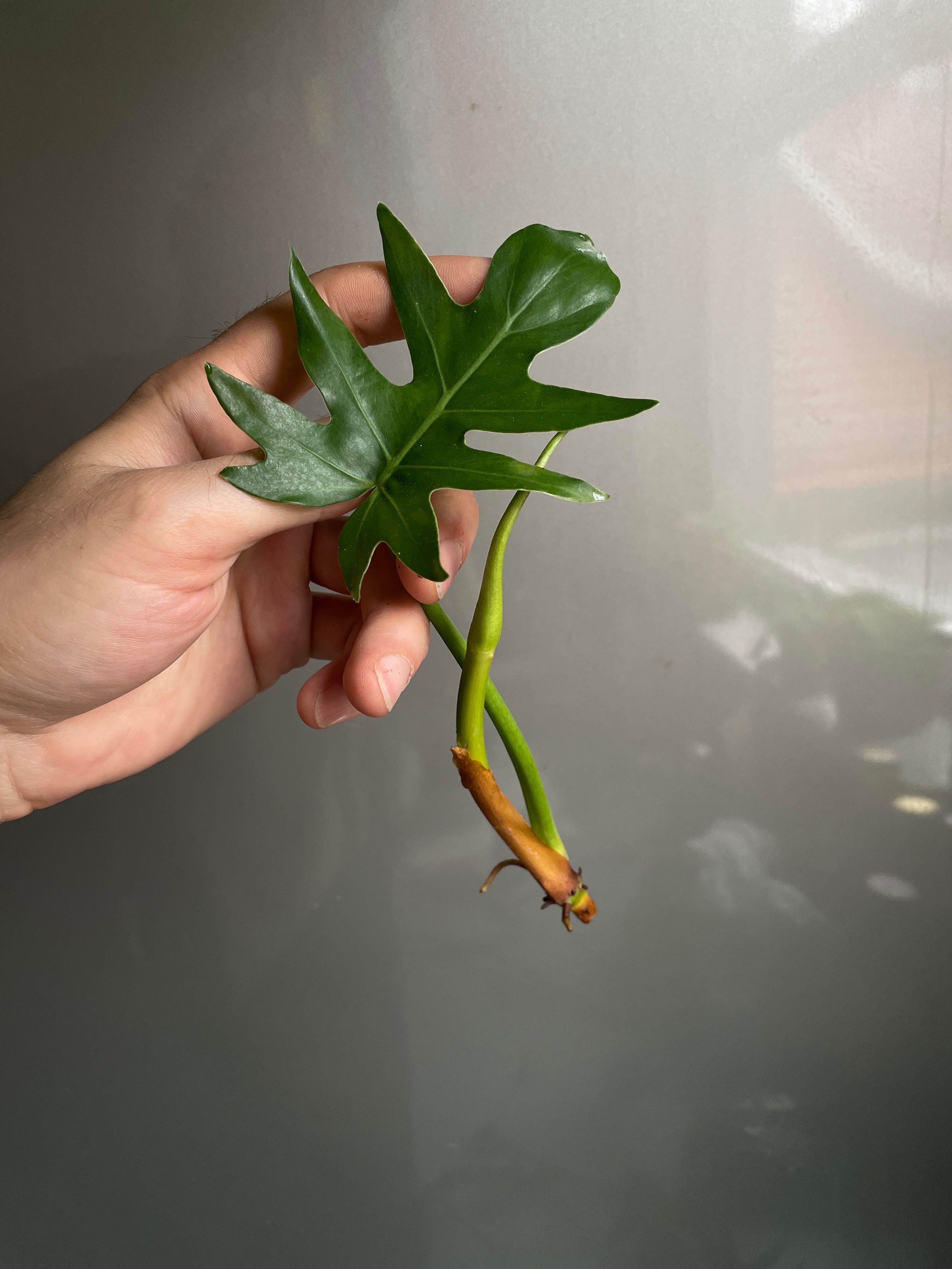 Philodendron radiatum sadzonka kolekcjonerska