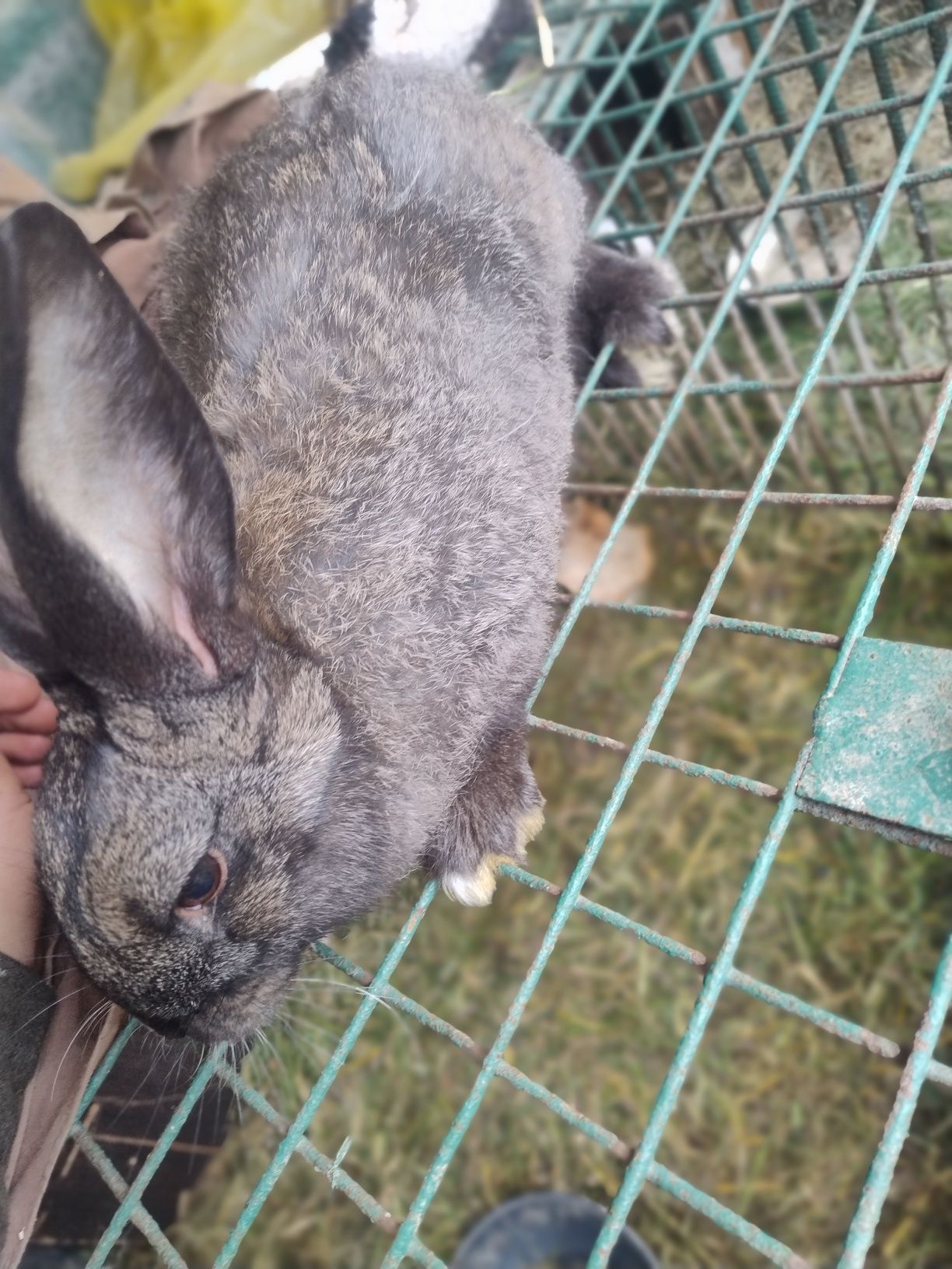 Króliki młode samce