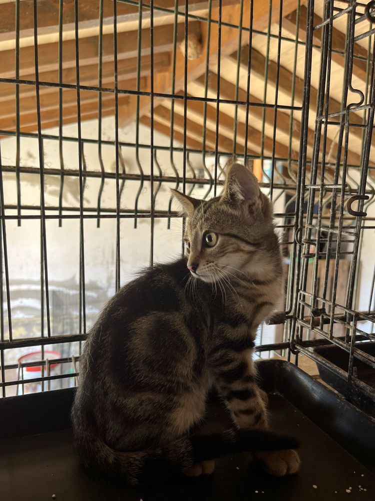 Merlin- Gatinho Tabby para Adoção