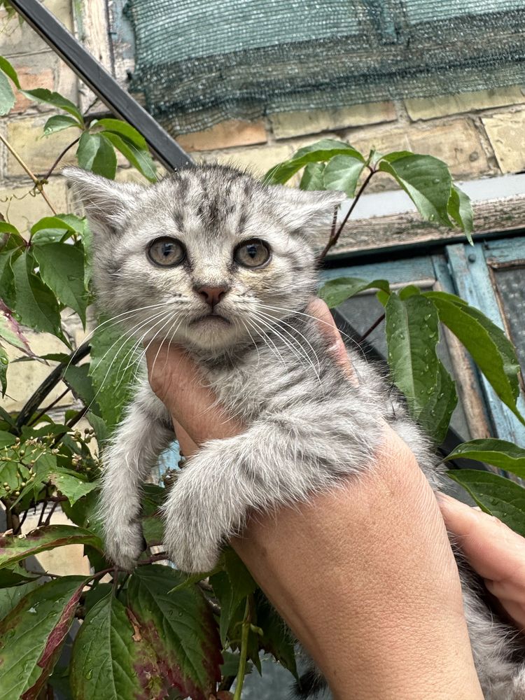 Віддам маленьких котиків!