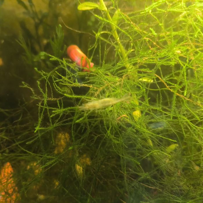 (PROMOÇÃO) Camarões Neocaridina Wild