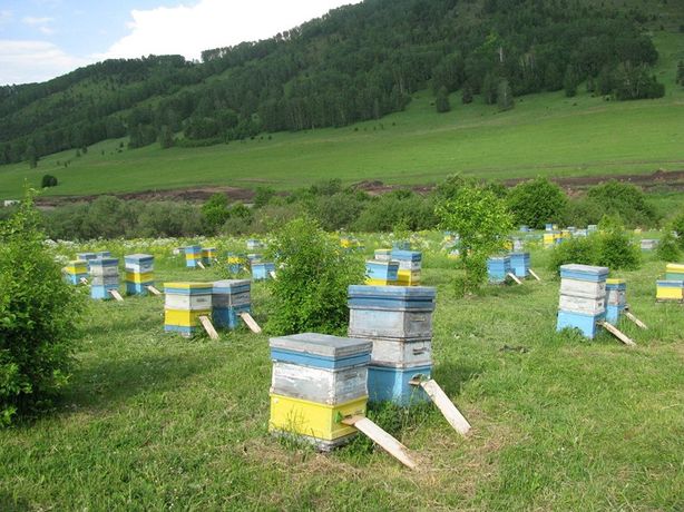Пчелопакеты Карника Пешец (Германия)