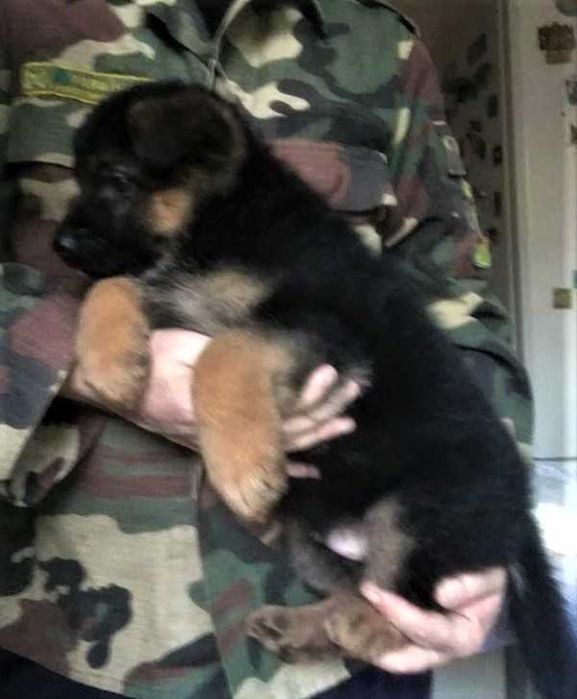 Крупні, породні цуценята німецької вівчарки від робочих батьків!