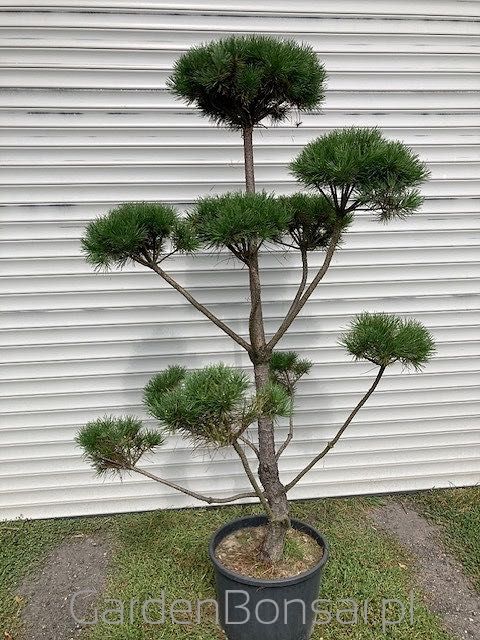 Bonsai - Sosna pospolita - PINUS SYLVESTRIS - KULE - 180 cm