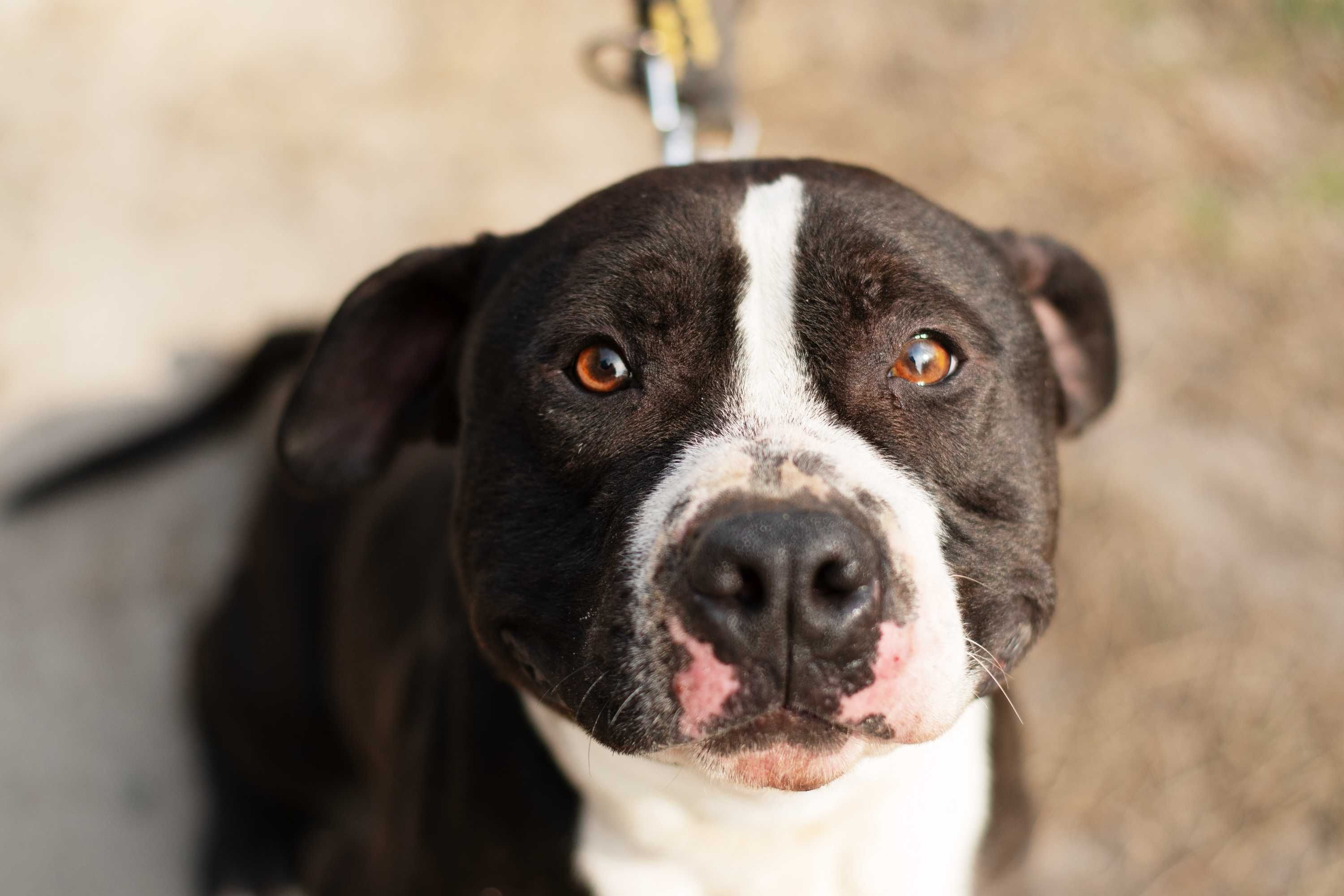 SHARP - mięśniak w typie pitbulteriera - tylko dla doświadczonych