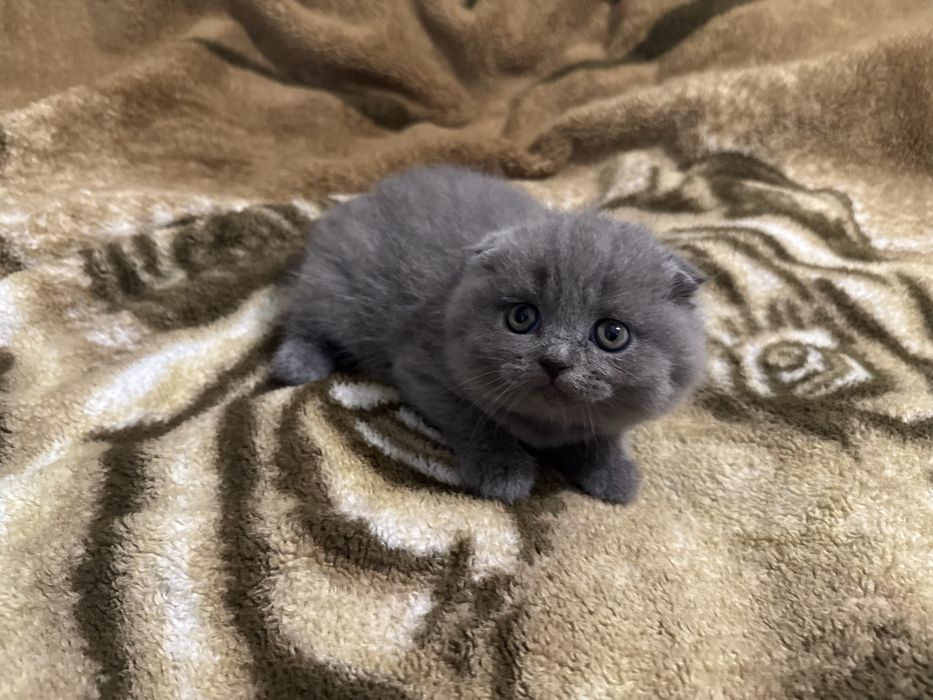 Шотландські висловухі котики