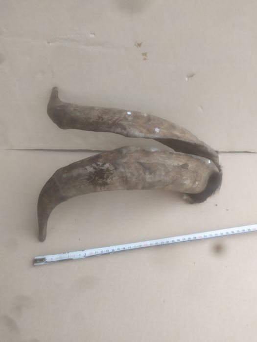 Роги козла з кісткою