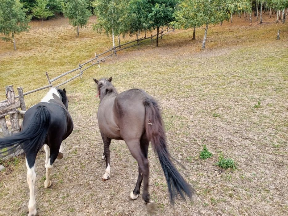 Sprzedam klacz huculską