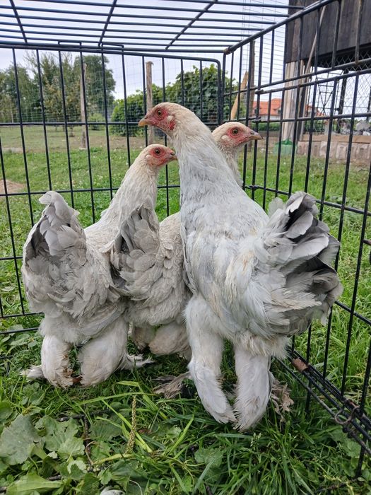 Kury ozdobne, wayndotte, brahmy