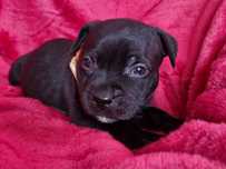 Staffordshire Bull terrier szczenięta