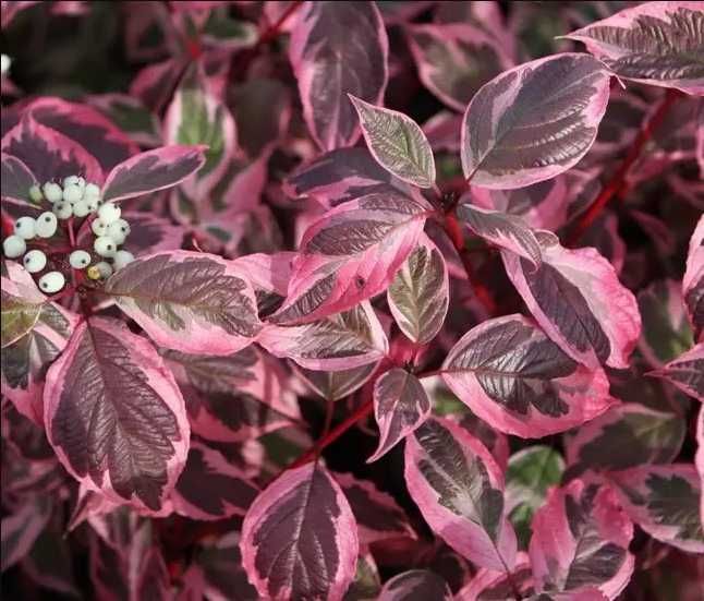Дерен білий Сібірика Варієгата, Cornus alba Sibirica Variegata