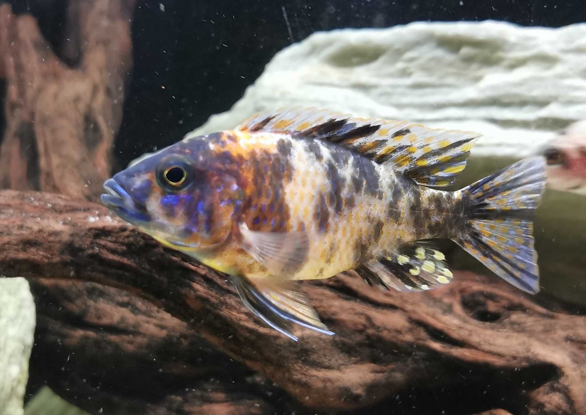 Pyszczak aulonocara calico ob blueberry- młode 4-7 cm- własna hodowla