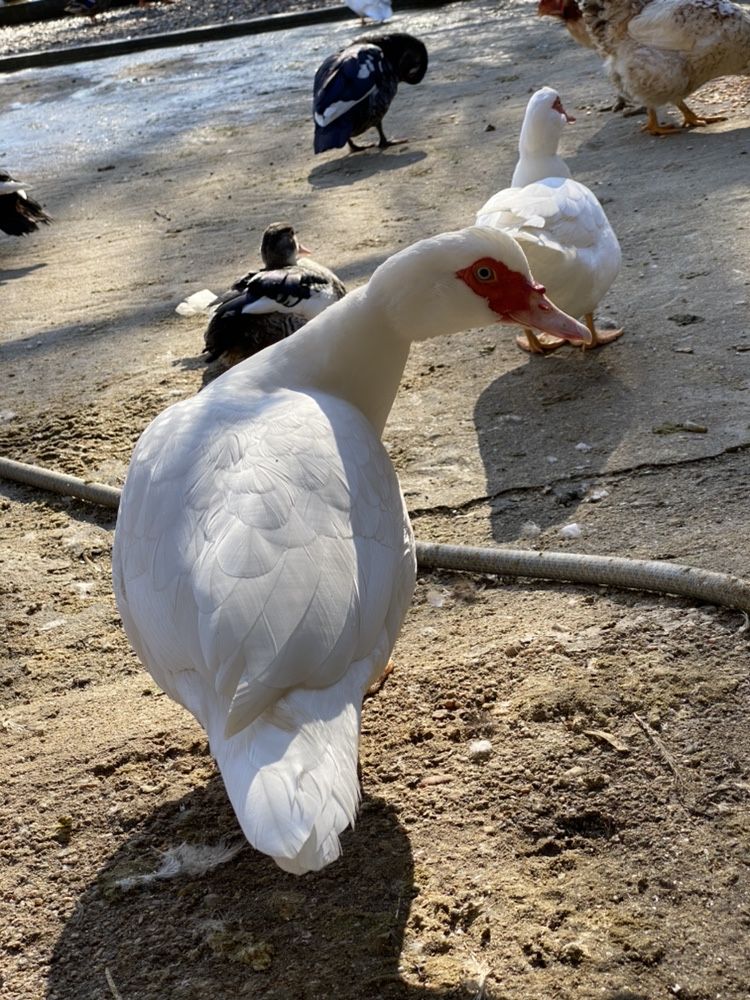 Patos mudos de cores variadas