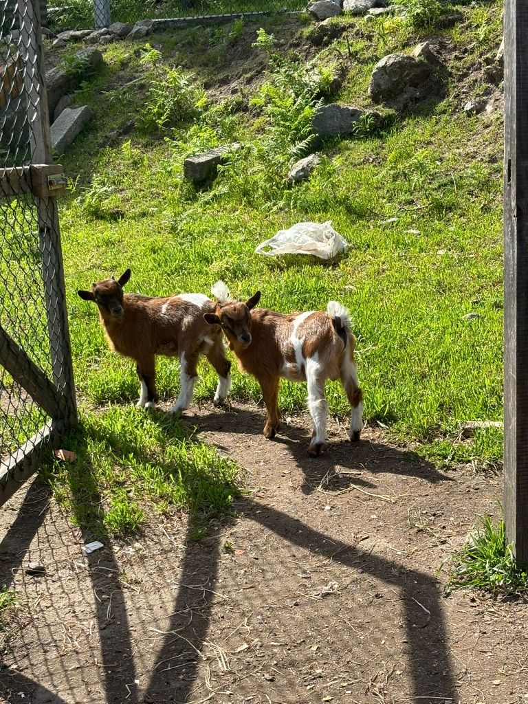 Animais cabras e cabritos