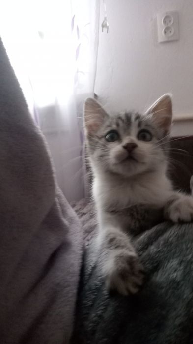 Маленький котик в добрі руки