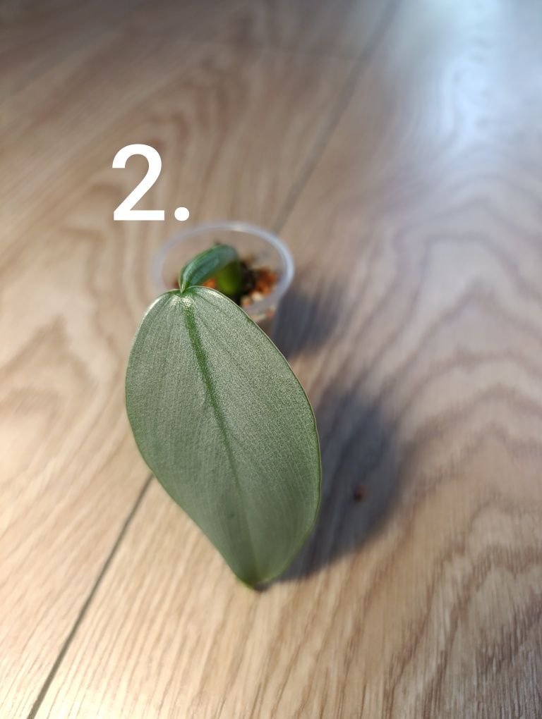 Philodendron silver sword variegata