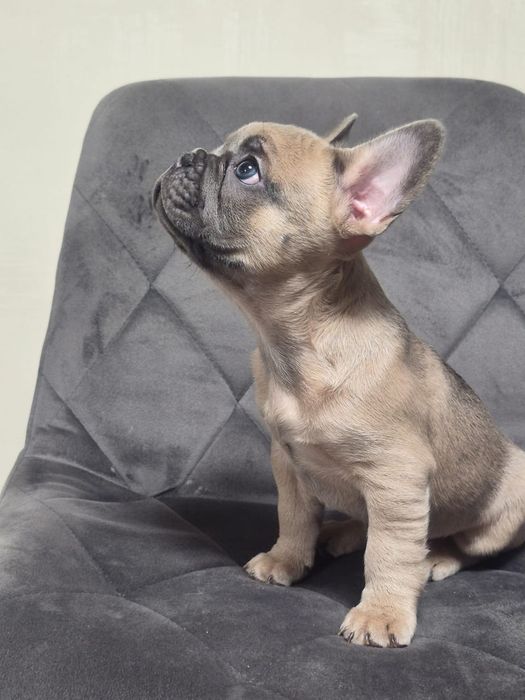 Цуценята французького бульдога