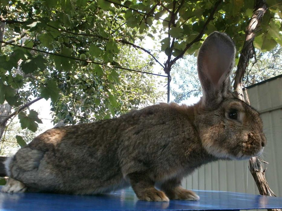 Продаю кролів різних порід