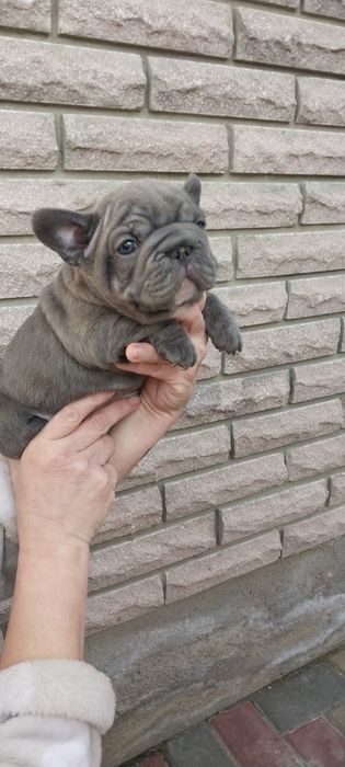 Вип  голубой мальчик