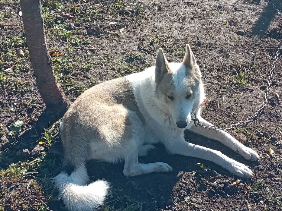 Продам ЗСЛ Сука 18 грудня буде рік за всіма питаннями пешить з воніть